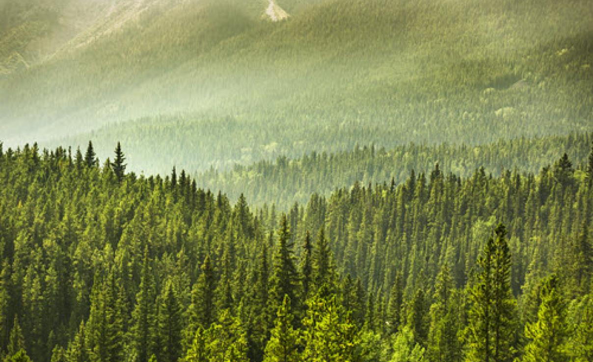 Spruce trees in mountain